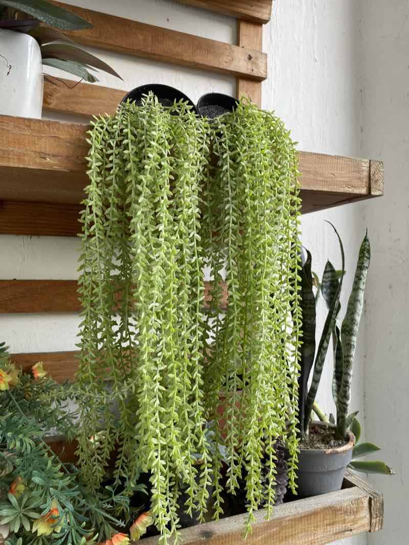 Wooden shelf with trailing and potted houseplants