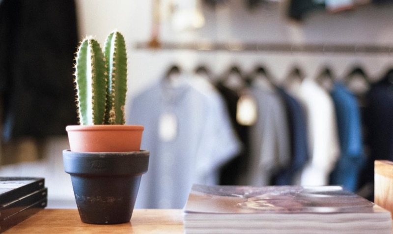 Potted cactus on a shop shelf with clothing behind