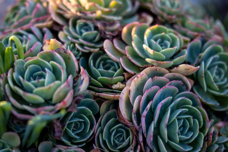 Cluster of blue-green succulents