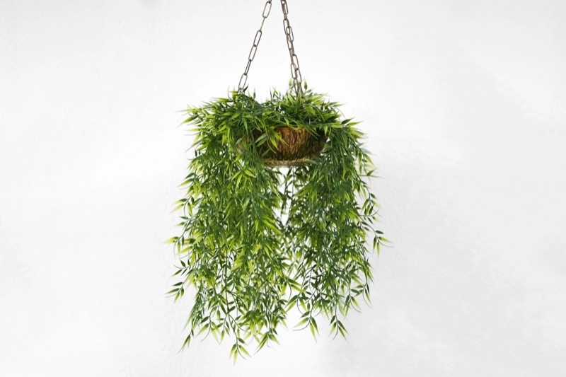 Trailing plant spilling over a hanging basket