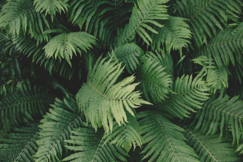 Close-up of layered green fern fronds