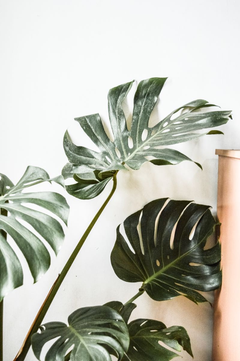Monstera leaves against a white wall