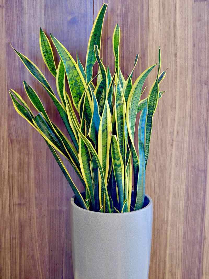 Snake plant with tall striped leaves in a white pot