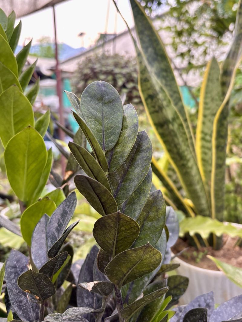 ZZ plant with glossy dark green leaves