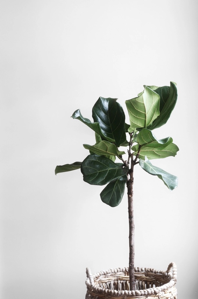 Young fiddle leaf fig in a pot on a white background