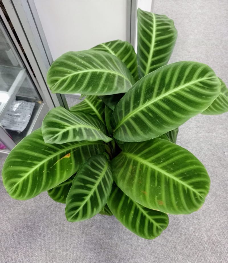 Calathea zebra plant with striped leaves in a pot