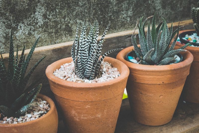 Succulents in a row of terracotta pots